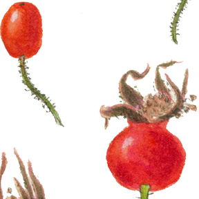 Rose hip painting, detail of watercolor of Rosa nutkana, Rosa gymnocarpa